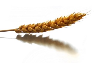 wheat reactivity
