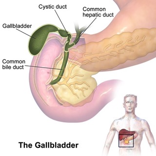gallbladder